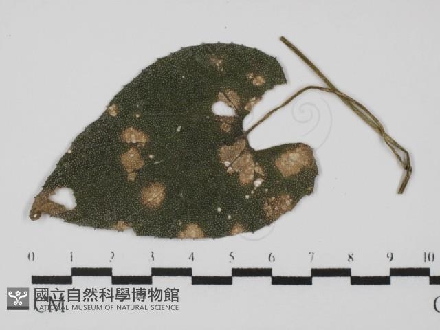 登錄號:F0021274藏品圖，第1張