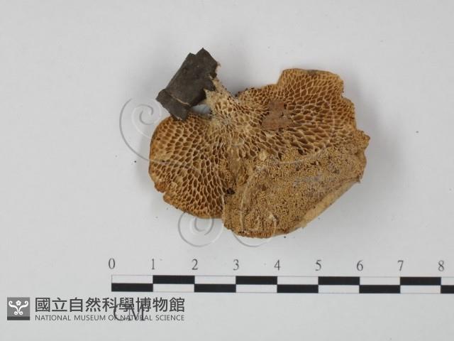 登錄號:F0022274藏品圖，第3張
