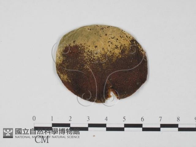 登錄號:F0012274藏品圖，第3張