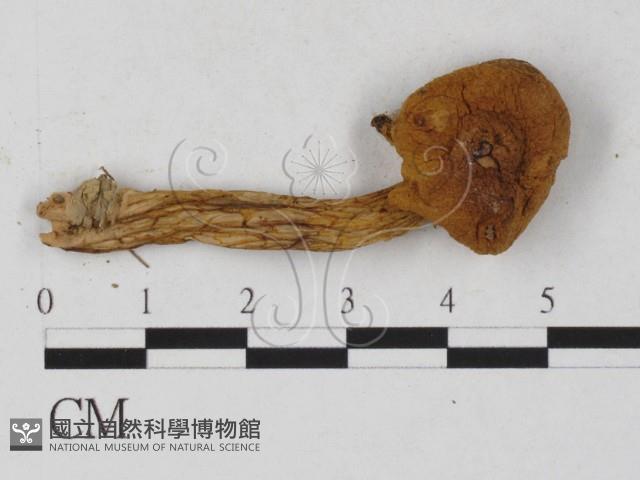 登錄號:F0027274藏品圖，第3張