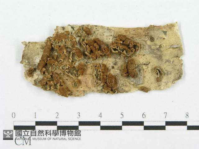 裂褶菌藏品圖，第3張