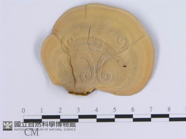 蠔韌革菌藏品圖，第3張