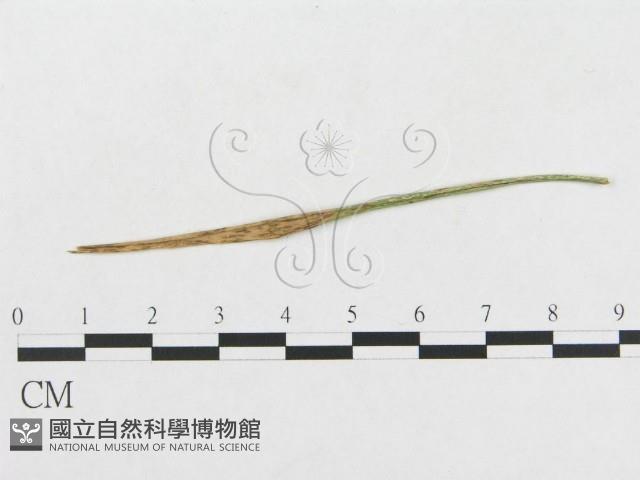 登錄號:F0019274藏品圖，第1張