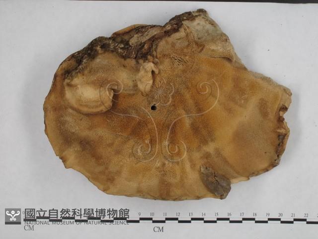 登錄號:F0023274藏品圖，第3張