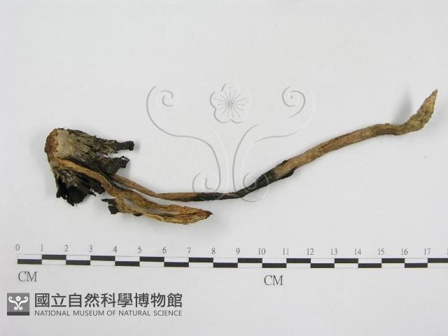 登錄號:F0003274藏品圖，第1張