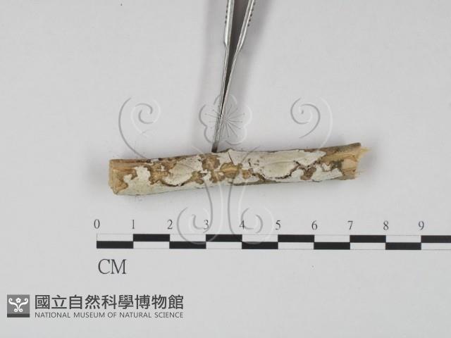 登錄號:F0008874藏品圖，第3張