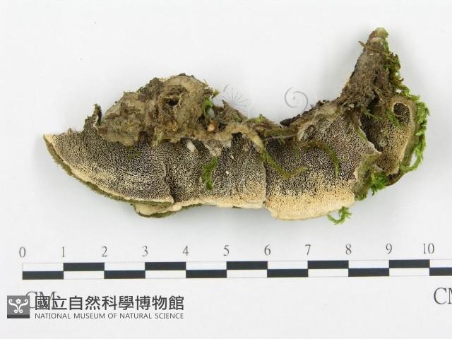 登錄號:F0018874藏品圖，第1張