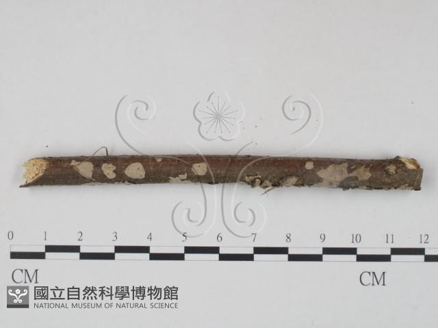 筍殼菌屬藏品圖，第3張