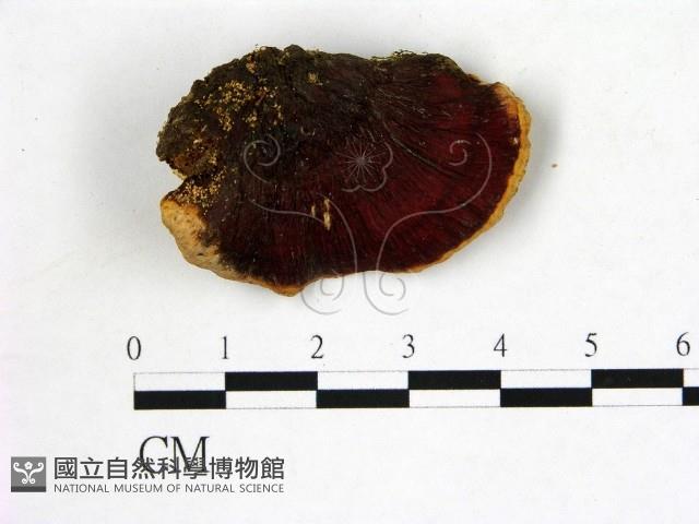 登錄號:F0006874藏品圖，第3張