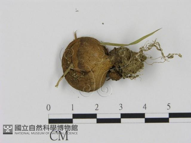 登錄號:F0001874藏品圖，第3張