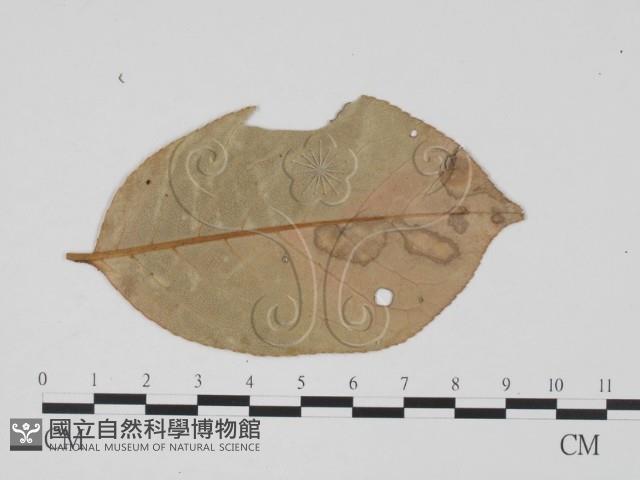 登錄號:F0011874藏品圖，第3張