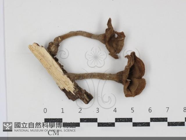 登錄號:F0034874藏品圖，第3張