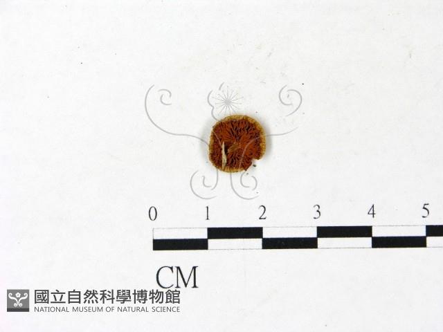 登錄號:F0022874藏品圖，第3張