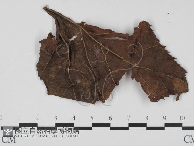登錄號:F0012874藏品圖，第3張
