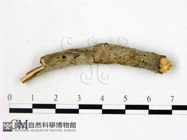 登錄號:F0007874藏品圖，第3張