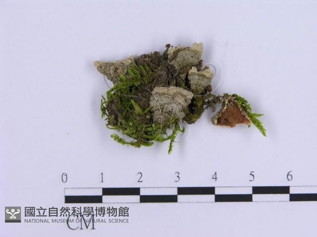 登錄號:F0017874藏品圖，第1張