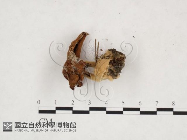 杯傘屬藏品圖，第3張