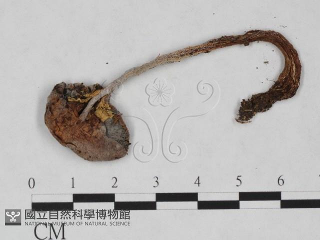 傘菌屬藏品圖，第3張