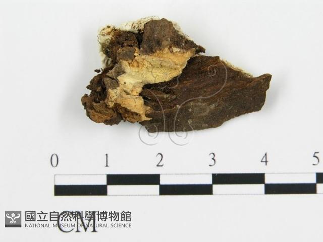 登錄號:F0003874藏品圖，第3張