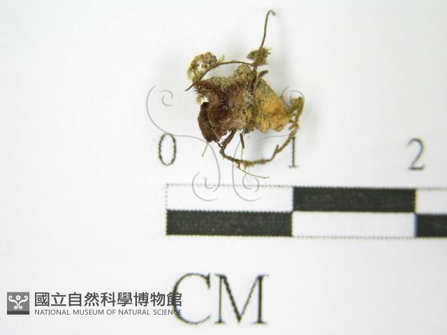 登錄號:F0013874藏品圖，第3張