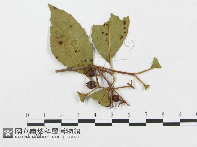 登錄號:F0018974藏品圖，第1張