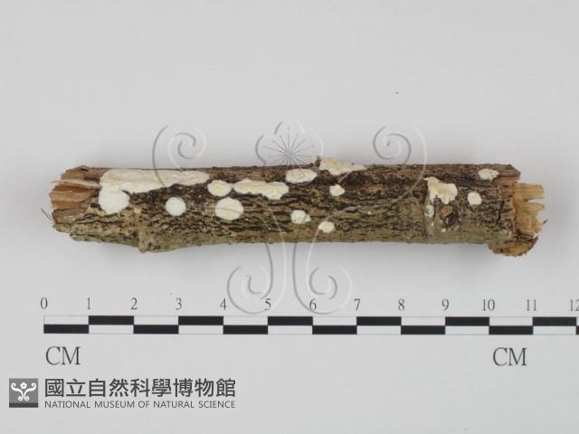 登錄號:F0020974藏品圖，第3張