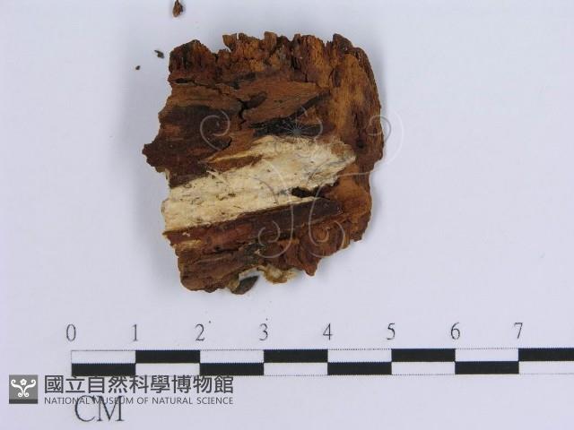 登錄號:F0000974藏品圖，第3張