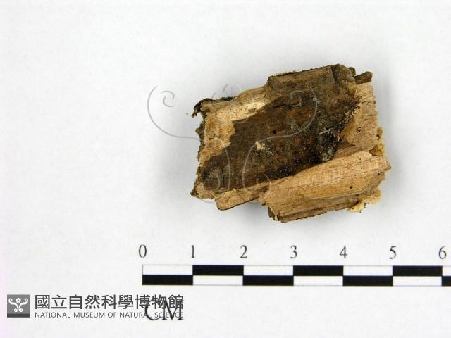 登錄號:F0006974藏品圖，第3張