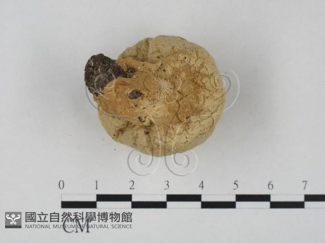 登錄號:F0021974藏品圖，第3張
