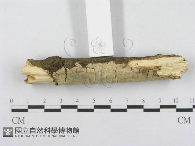 射脈菌屬藏品圖，第3張