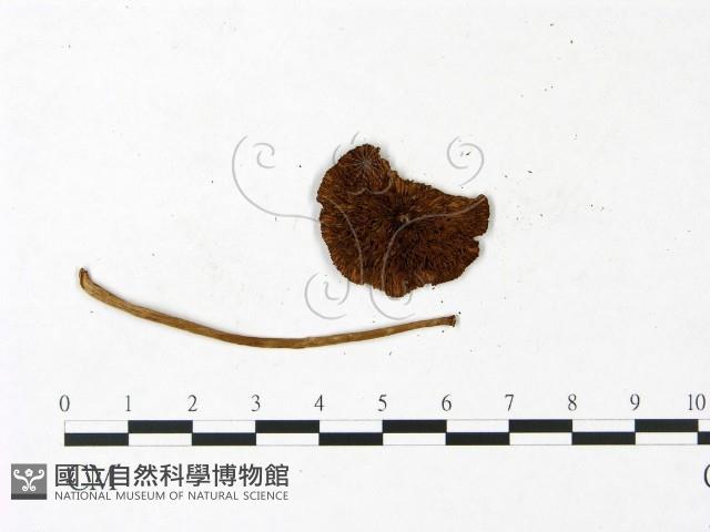 登錄號:F0022974藏品圖，第3張