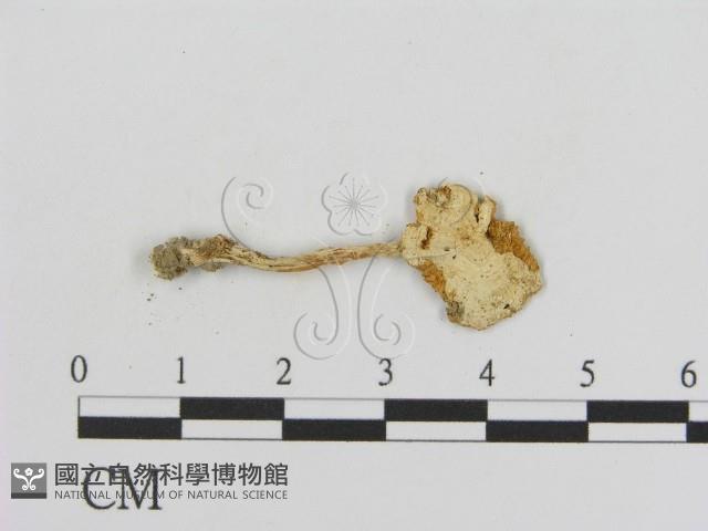 登錄號:F0012974藏品圖，第3張