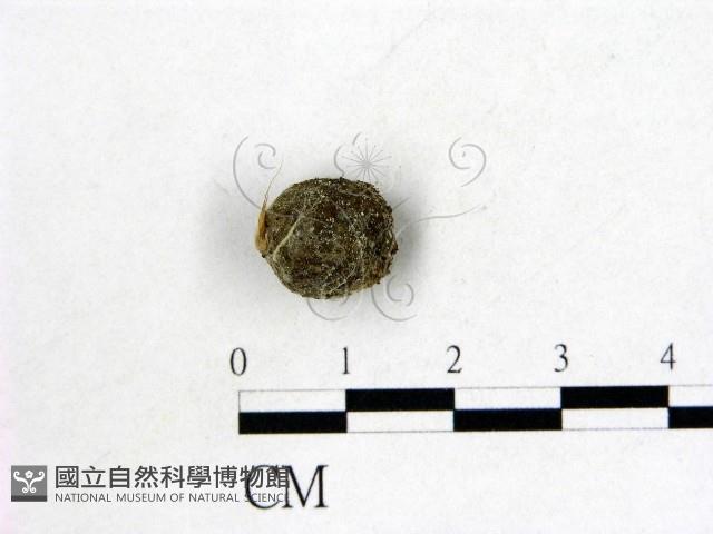 登錄號:F0007974藏品圖，第3張