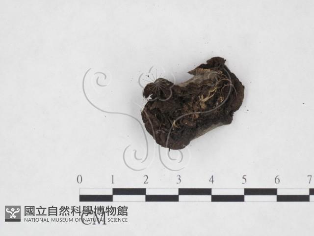 登錄號:F0017974藏品圖，第3張