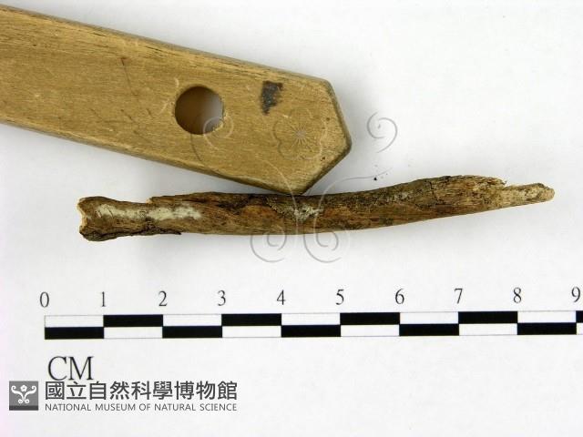 登錄號:F0009974藏品圖，第3張