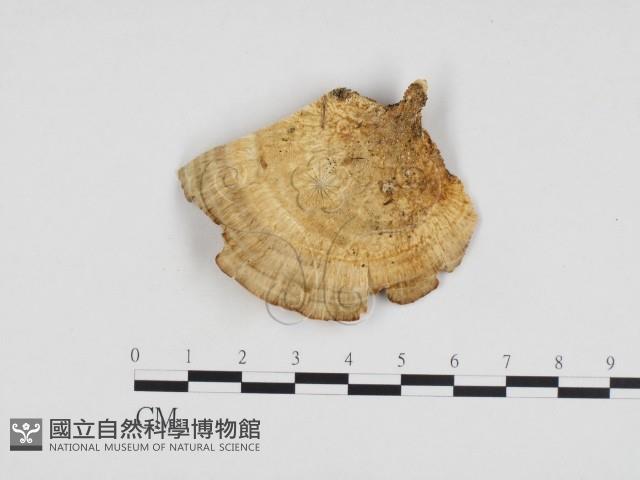 登錄號:F0019974藏品圖，第3張