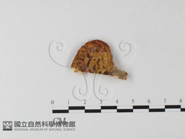 多孔菌屬藏品圖，第3張