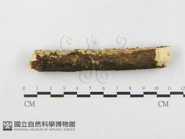 傑克菌屬藏品圖，第3張