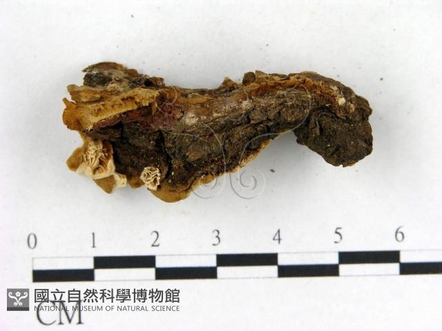 登錄號:F0013974藏品圖，第3張