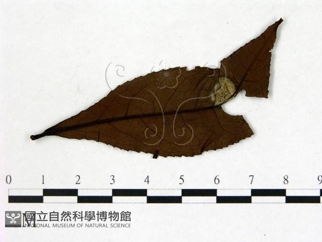 登錄號:F0020674藏品圖，第3張