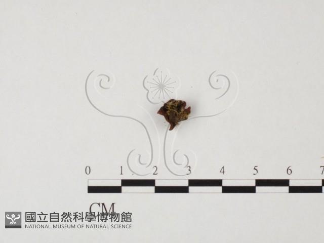登錄號:F0000674藏品圖，第3張