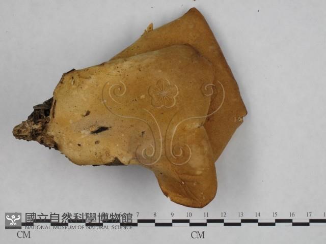 登錄號:F0010674藏品圖，第3張