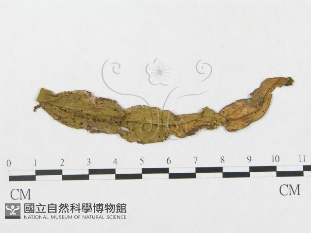 登錄號:F0011674藏品圖，第1張