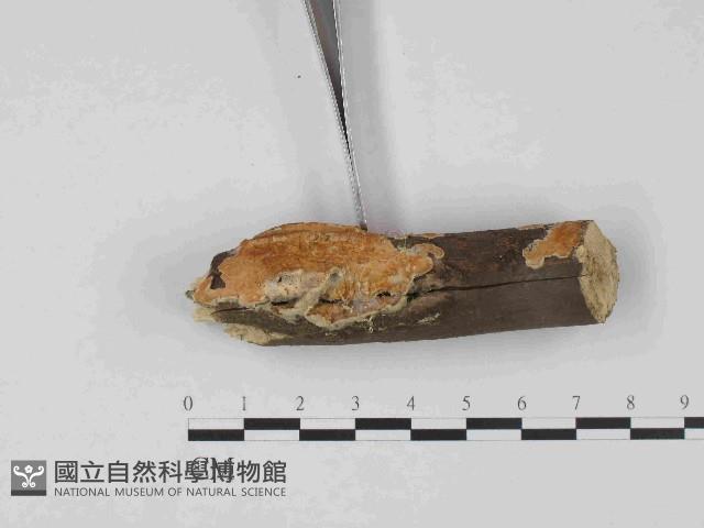 登錄號:F0014674藏品圖，第3張