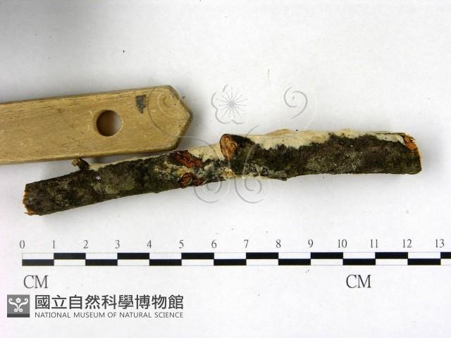 顯絲菌屬藏品圖，第3張