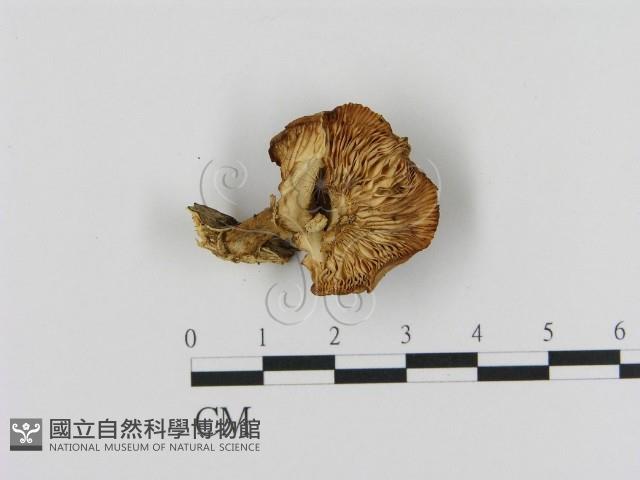登錄號:F0012674藏品圖，第3張
