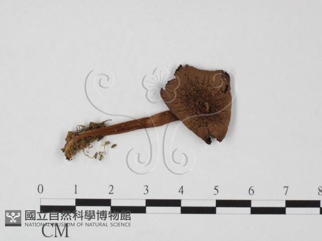 小菇屬藏品圖，第3張