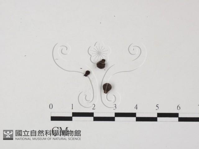 登錄號:F0005674藏品圖，第3張