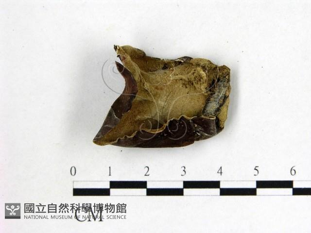 毛木耳藏品圖，第3張