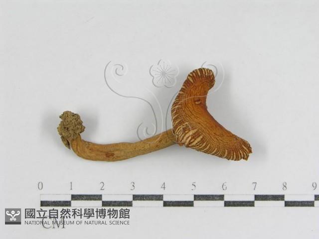 登錄號:F0009674藏品圖，第3張